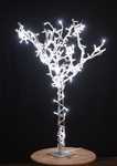 Arbre blanc